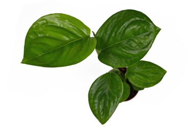 Küçük tropikal 'Monstera Adansonii Laniata' ya ya da İsviçre peynirli sarmaşıklı ev bitkisine beyaz arka planda izole edilmiş