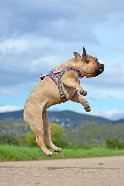 Lekkoatletyczny Zdrowy Płoć Francuski Bulldog Skacze Wysoko Złapać Zabawkę Podczas — Zdjęcie stockowe