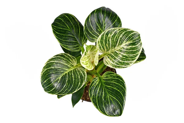 熱帯植物 フィロデンドロンバーキン のトップビューで 白い背景に隔離された濃い緑色の葉に白い縞模様があります — ストック写真