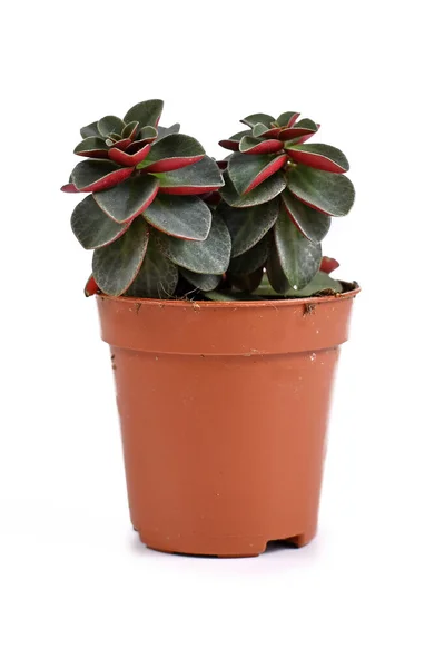 Peperomia Verticillata Red Log Succulent House Plant Plastic Flower Pot — 스톡 사진