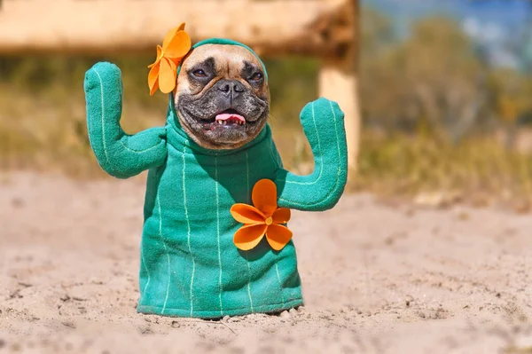 Funny French Bulldog Dog Dressed Cactus Costume Fake Arms Orange — Stock Photo, Image