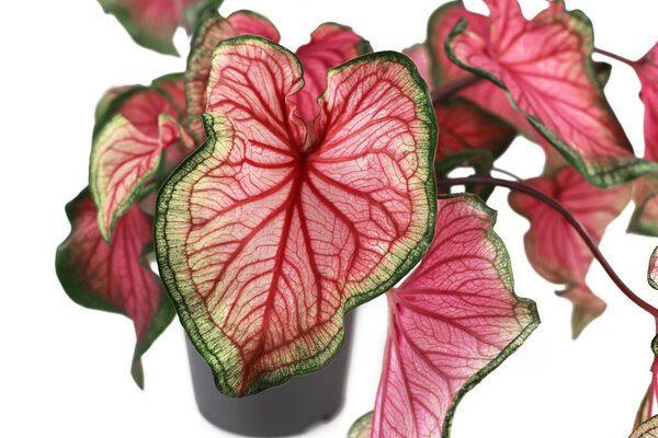 Close up of exotic 'Caladium Florida Sweetheart' plant with beautiful pink and green leaves on white background