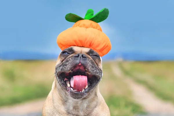 Funny laughing French Bulldog dog dresses up with Halloween pumpkin hat with mouth wide open