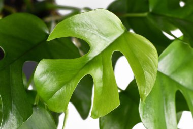 Tek bir tropik yaprak 'Rhaphidophora Tetrasperma', pencereli küçük yapraklı moda bir ev bitkisi, ayrıca 'Monstera Minima' ya da 'Piccolo' olarak da adlandırılır beyaz arka planda izole edilmiş