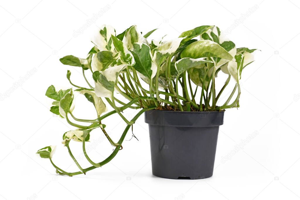 Tropical 'Epipremnum Aureum N'Joy' pothos houseplant with white and green variegated leaves in flower pot isolated on white background