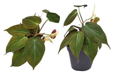 'Philodendron Hederaceum' ev bitkisinin farklı görünümleri kalp şeklindeki yaprakları beyaz arka planda kadife desenli.