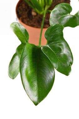 Beyaz arka planda izole edilmiş 'Philodendron Green Wonder' adlı tropikal yaprağının gençlik yaprağını kapat