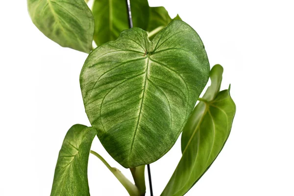 Hjärtformade Blad Tropiska Syngonium Macrophyllum Frosted Heart Krukväxt Isolerad Vit — Stockfoto