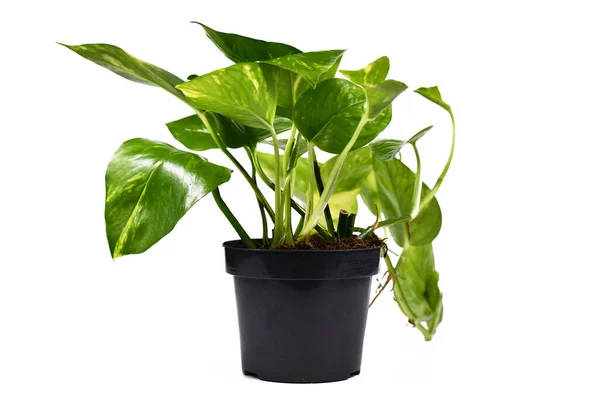 Seitenansicht Des Tropischen Epipremnum Aureum Golen Pothos Hauspflanze Blumentopf Isoliert — Stockfoto