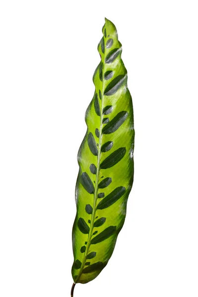 熱帯の カラテア ランシフォリア 植物の葉 ラットルスネーク植物 白い背景に孤立したエキゾチックなドットパターン — ストック写真