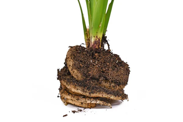 白い背景に土壌を持つ ストレリッツィア 植物の新鮮な白い根 — ストック写真