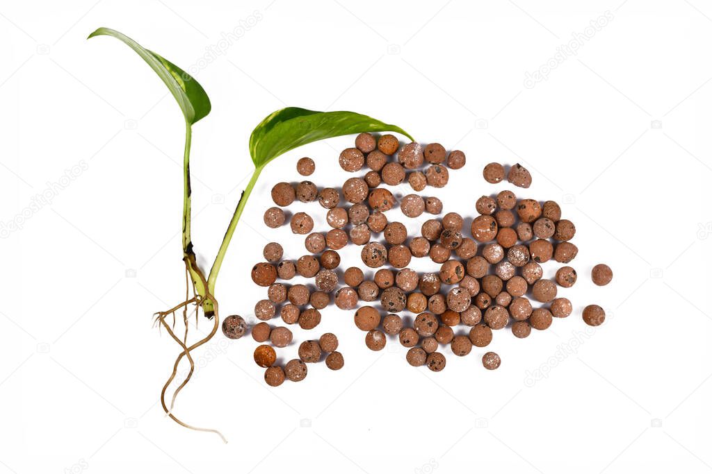 Bare rooted houseplants and expanded clay pellets for keeping plants in passive hydroponics system without soil on white background