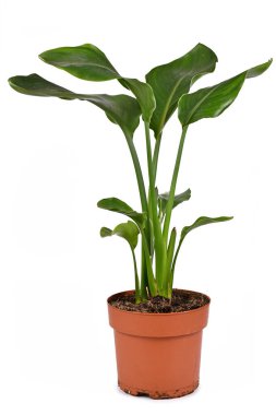 Tropikal 'Strelitzia Reginae 