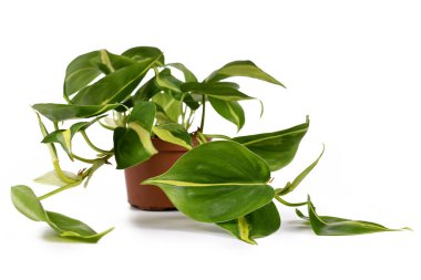 Philodendron Hederaceum Brasil 'i tarıyor. Beyaz arka planda sarı çizgili tropikal sarmaşık ev bitkisi.