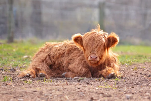 Cute Young Scottish Highland Cattle Calf Light Brown Long Scraggy — Stock Photo, Image