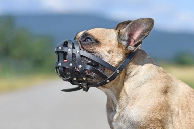 Kısa burunlu Fransız Bulldog ısırılmaya karşı korunmak için deri ağızlık takıyor.
