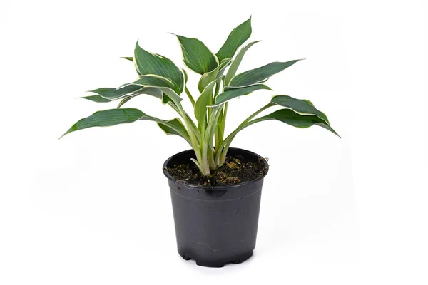 Hosta Plant Green Leaves White Edges Black Plastic Flower Pot — Stock Photo, Image