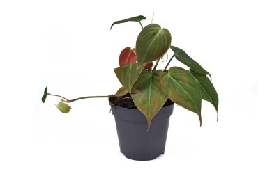 Philodendron Hederaceum Micans, kalp şeklinde yaprakları olan, beyaz arka planda çiçek kabında kadife desenli tropikal bir ev bitkisi.