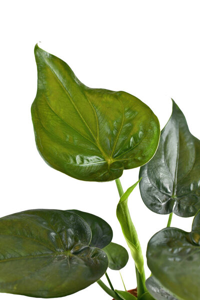 Leaf of  'Alocasia Cucullata' or 'Elephant Ear' tropical houseplant in flower pot on white background