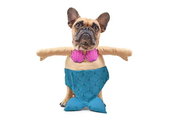 Cão Bulldog Francês Vestindo Traje Sereia Corpo Inteiro Engraçado Terno — Fotografia de Stock