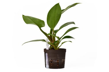 Hidroponik saksıdaki küçük tropikal 'Philodendron Imperial Green' saksısının beyaz arka planda izole edilmiş yan görüntüsü