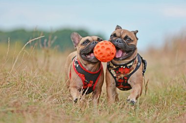 Kameraya doğru koşan iki kahverengi Fransız Bulldog köpeğinin oyuncaklarını ağızlıklarıyla bir arada tutarken görüntüsü.