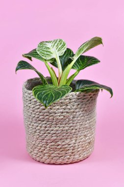 Philodendron Birkin, beyaz çizgili, koyu yeşil yapraklı tropikal bir ev bitkisi. Pembe arka planda doğal sepet saksısı.