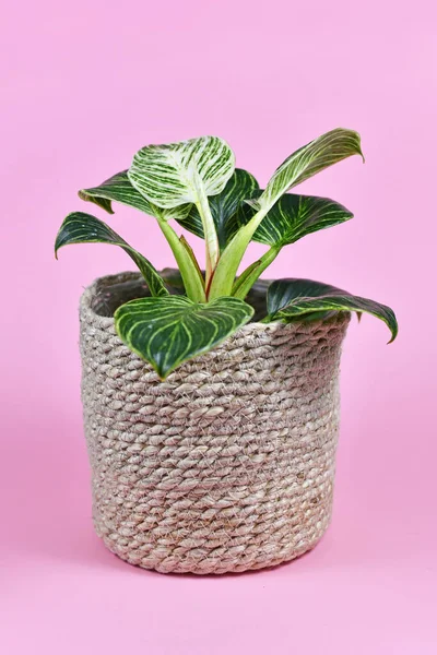 Philodendron Birkin Uma Planta Casa Tropical Com Listras Brancas Folhas — Fotografia de Stock