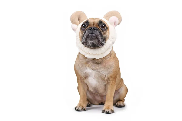 Сидящий Французский Бульдог Собака Одет Пушистые Милые Овечьи Уши Рога — стоковое фото