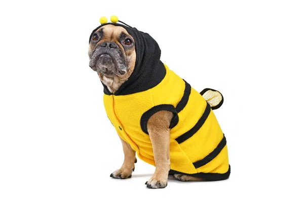 Bulldog Français Portant Costume Chien Abeille Rayé Mignon Drôle Avec — Photo