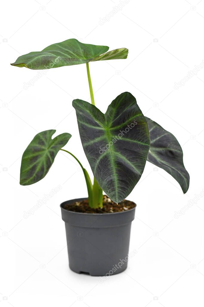 Exotic 'Colocasia Esculenta Aloha' garden- or houseplant with dark green and almost black leaves in flower pot isolated on white background