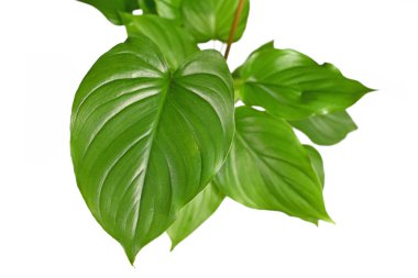 Beyaz arka planda izole edilmiş 'Homalomena Rubescens Maggy' ev bitkisinin yapraklarını kapat