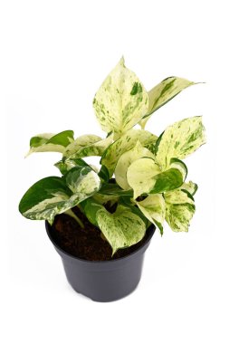 Tropikal 'Epipremnum Aureum Manjula' pothos çiçeği saksısında beyaz arka planda izole edilmiş.