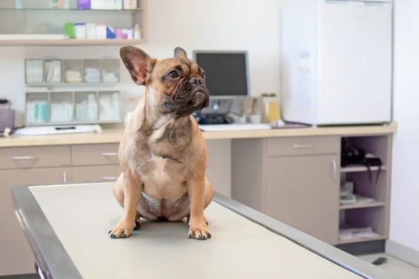 Dog at vet. Young female French Bulldog sitting on examination table at veterinary practice clinic