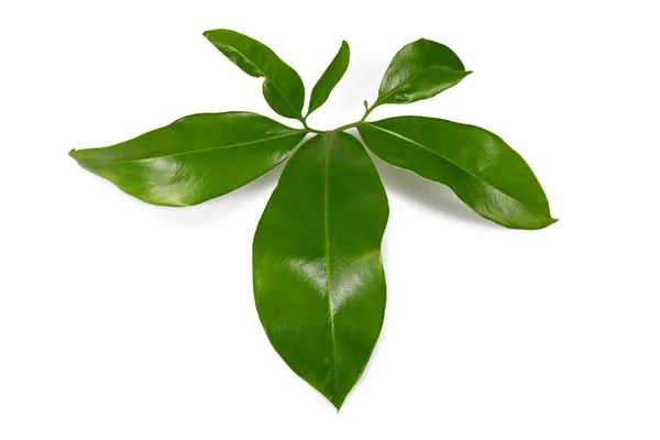 Blad Tropiska Philodendron Green Wonder Hus Växt Isolerad Vit Bakgrund — Stockfoto