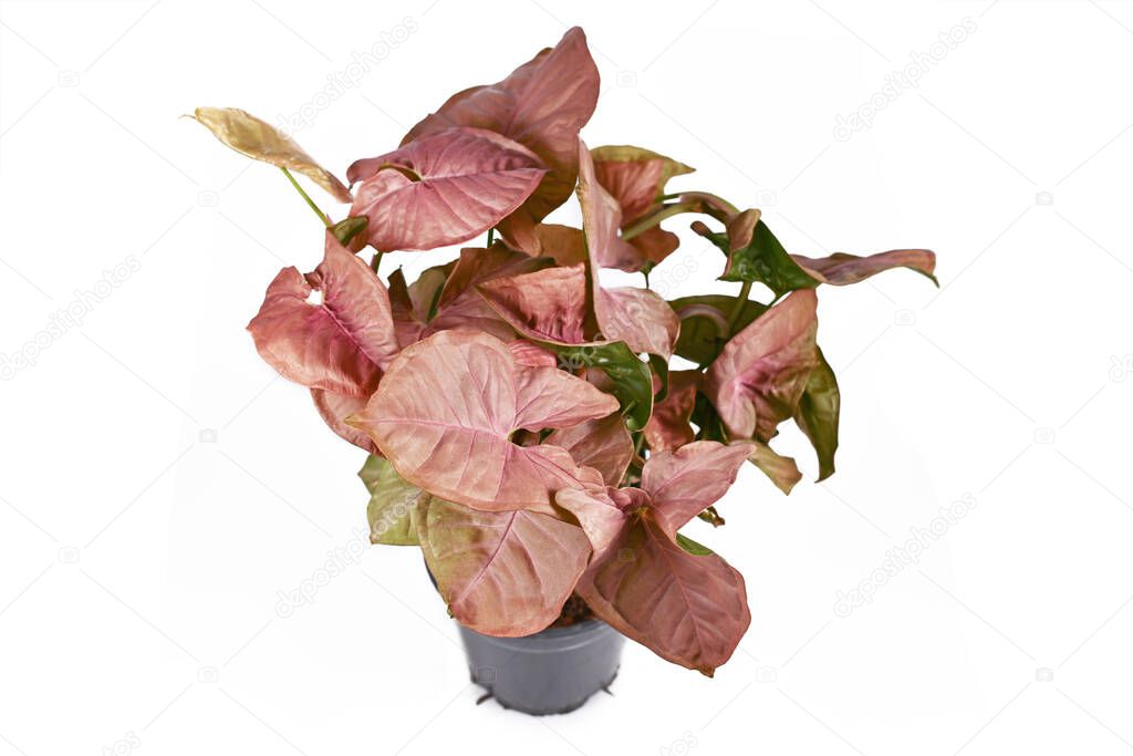 Tropical 'Syngonium Podophyllum Neon Robusta' houseplant with pink and green arrow shaped leaves isolated on white background