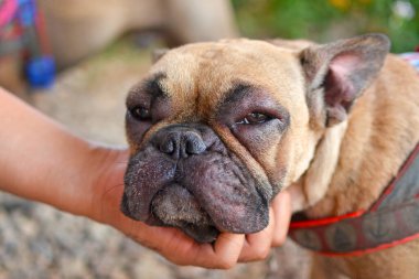 Fransız Bulldog 'u. Alerjik reaksiyon sonrası yüzü şiş ve gözleri kızarmış.