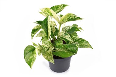 Tropikal 'Epipremnum Aureum Mermer Kraliçesi' nin çiçek saksısındaki ev bitkisi beyaz arka planda izole edilmiş.