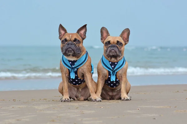 Two brown French Bulldog dogs wearing matching maritime  harnesses with sailor collars sitting on beach on vacations