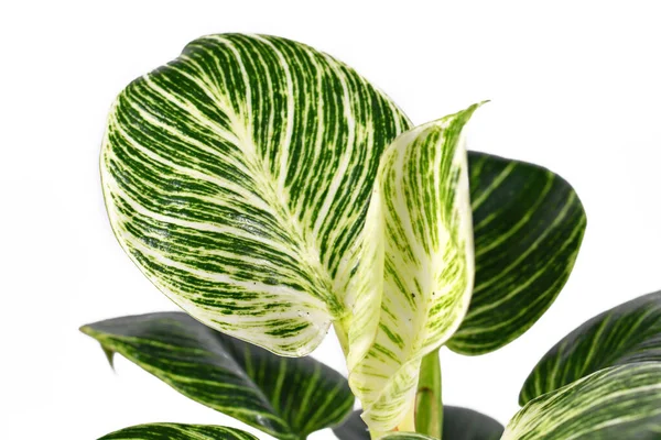 熱帯植物 フィロデンドロン バーキン の葉を閉じて白い背景に孤立した緑の葉に白い縞模様を持つ植物 — ストック写真