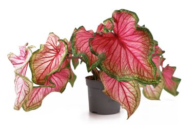 Güzel egzotik 'Caladium Florida Güzeli' bitkisi. Beyaz arka planda güzel pembe ve yeşil yaprakları var.