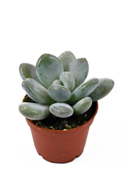 Küçük 'Pachyphytum Oviferum' sulu bitkisi beyaz arka planda saksıda