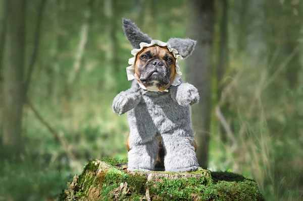 Funny French Bulldog dog dressed up as Big Bad Wolf from fairytale \'Little Red Riding Hood\' with furry full body costumes with fake arms and nightcap on tree stump in forest