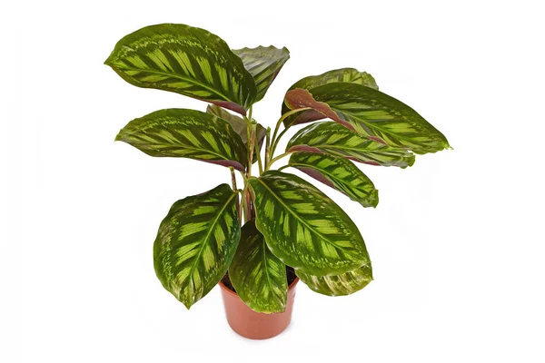 Calathea Flamestar Tropische Huisplant Met Prachtig Gestreept Patroon Bloempot Geïsoleerd — Stockfoto