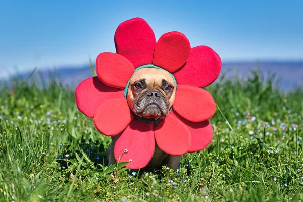 Vicces Francia Bulldog Kutya Öltözött Tavaszi Virág Nagy Piros Szirom — Stock Fotó
