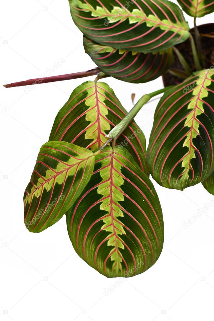 Close up of leaf with red stripes of exotic 'Maranta Leuconeura Fascinator' plant isolated on white background