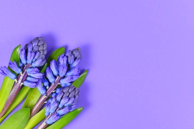 Mor sümbül bahar çiçekleri menekşe arkaplanının sol tarafında boş kopya alanı ile