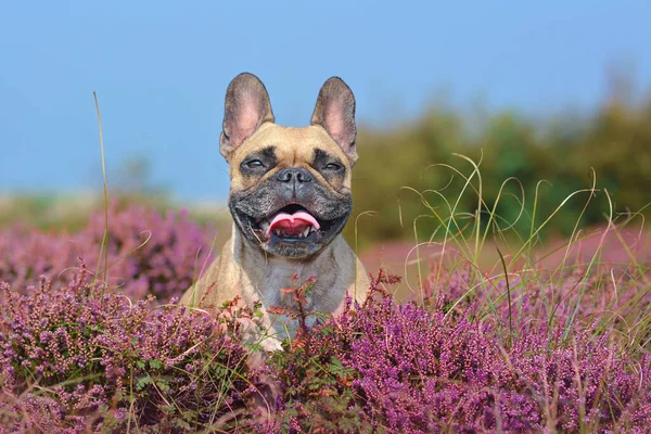 Portré Egy Gyönyörű Kis Barna Bulldog Kutya Területen Lila Virágzó — Stock Fotó