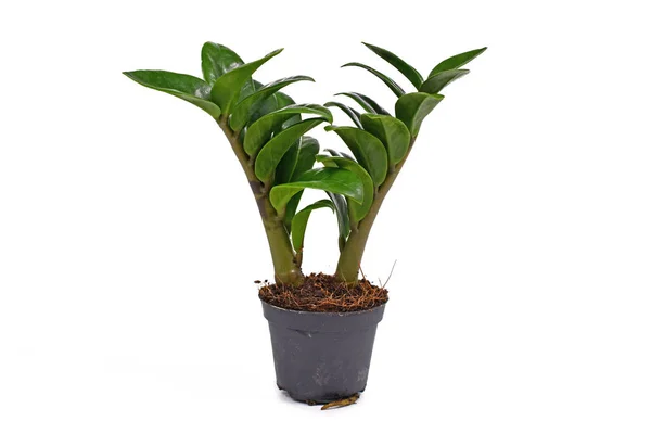 Tropische Zamioculcas Zamiifolia Zenzi Huisplant Bloempot Geïsoleerd Witte Achtergrond — Stockfoto