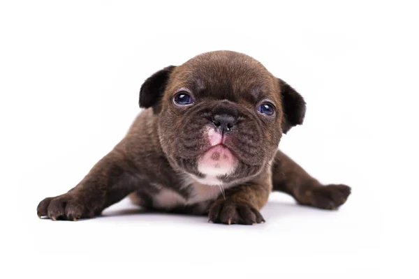 Kleine Weken Oude Chocolate Brindle Gekleurde Franse Bulldog Puppy Met — Stockfoto